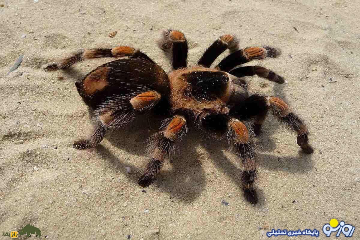تارانتولا؛ عنکبوت غولپیکر و پرمو که ظاهر ترسناکی دارد و به تازگی حیوان خانگی ایرانیها شده است! تارانتولا؛ عنکبوت غولپیکر و پرمو که ظاهر ترسناکی دارد و به تازگی حیوان خانگی ایرانیها شده است!