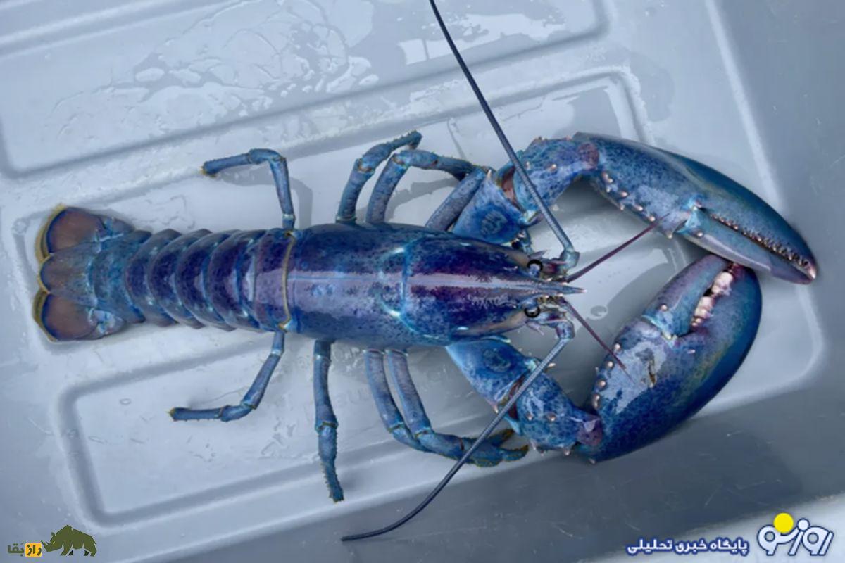 لابستر آبی چیست؟ شگفتیهای نادر در دل اقیانوس لابستر آبی چیست؟ شگفتیهای نادر در دل اقیانوس