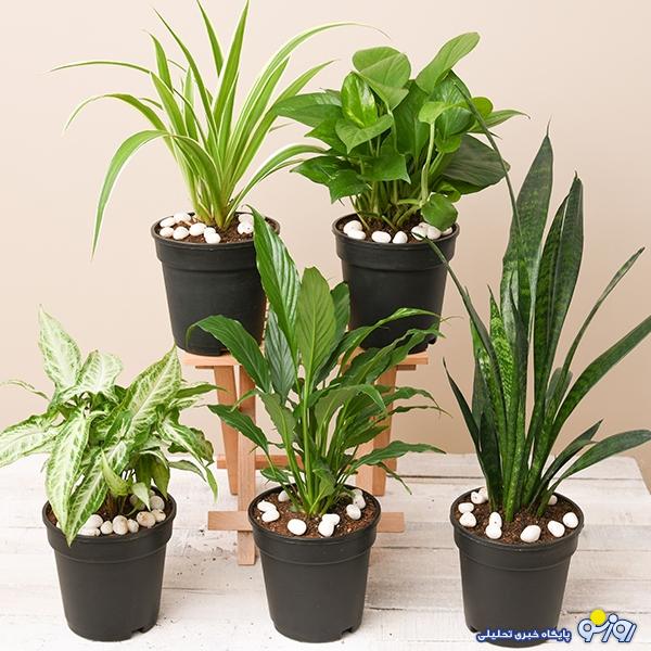 از ارکیده تا سانسوریا؛ ارزانترین و گرانترین گیاهان آپارتمانی کدامند؟ از ارکیده تا سانسوریا؛ ارزانترین و گرانترین گیاهان آپارتمانی کدامند؟