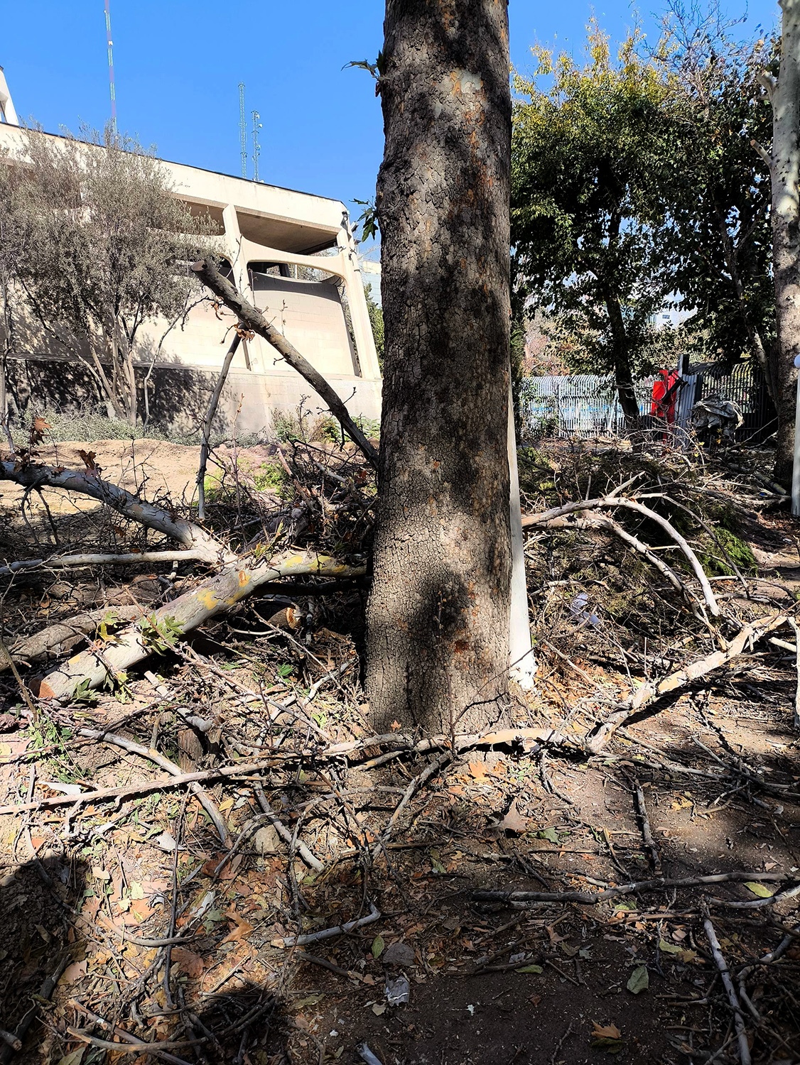 قطع کردن درختان موزه