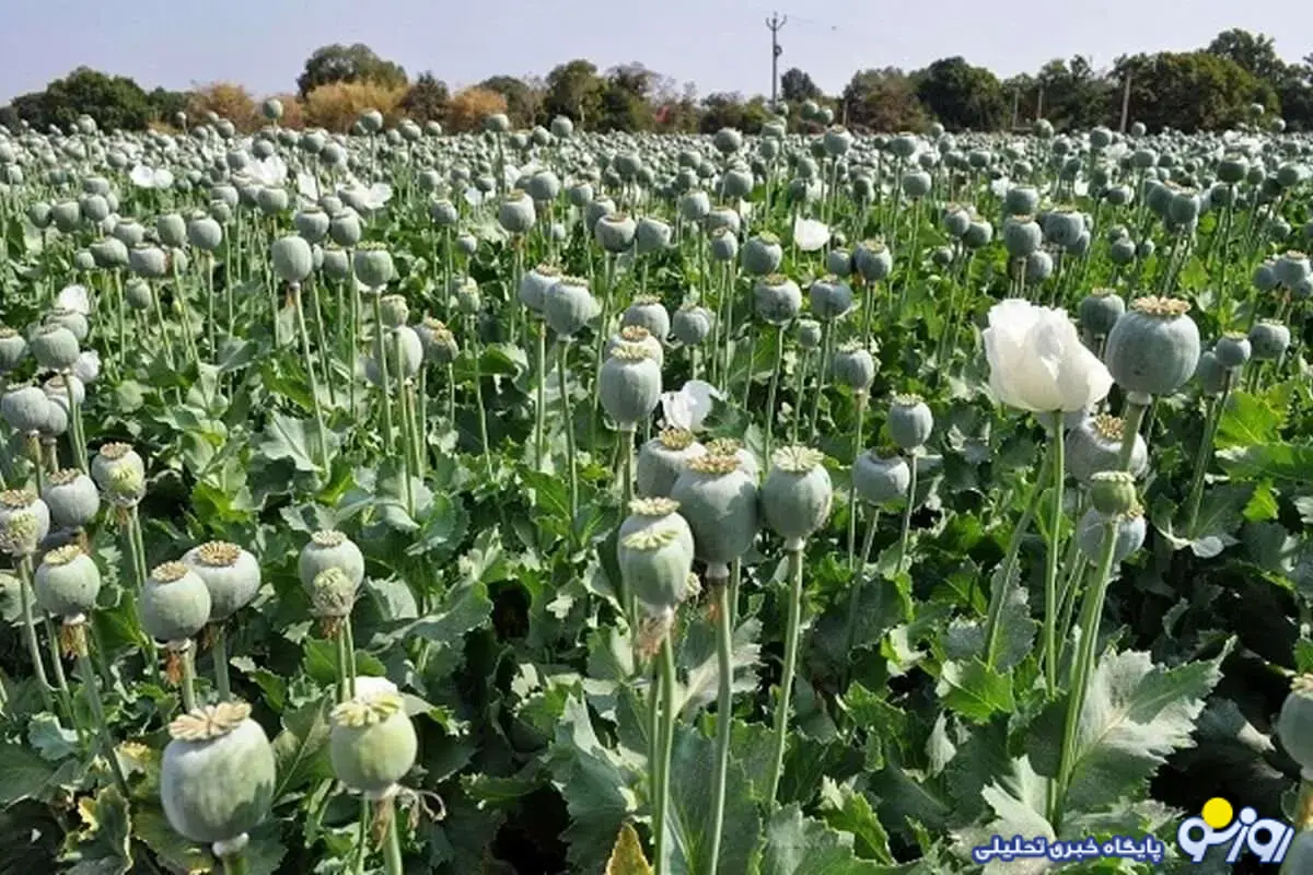 کشت خشخاش در ایران شروع شده است؟