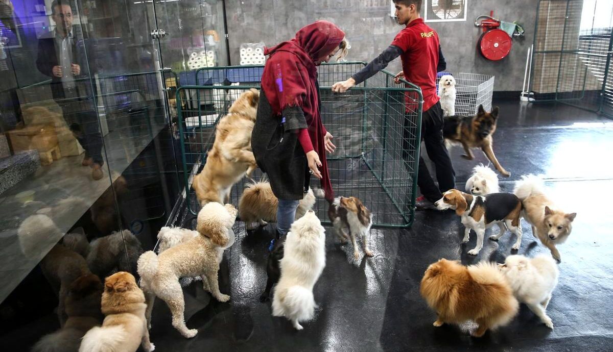 زندگی لوکس سگ‌ها در ایران