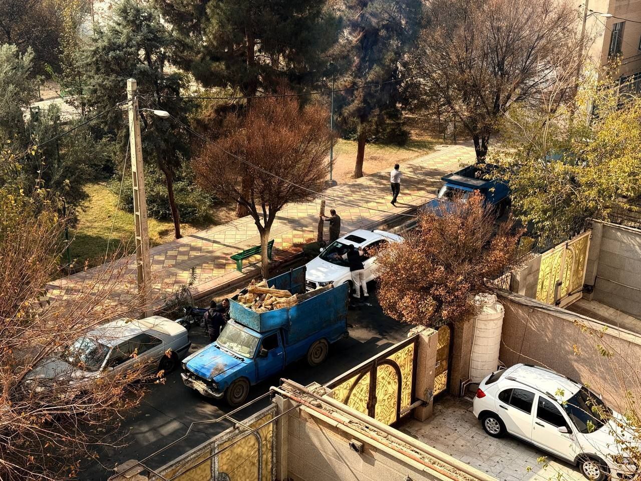 قطع درختان قطع درختان