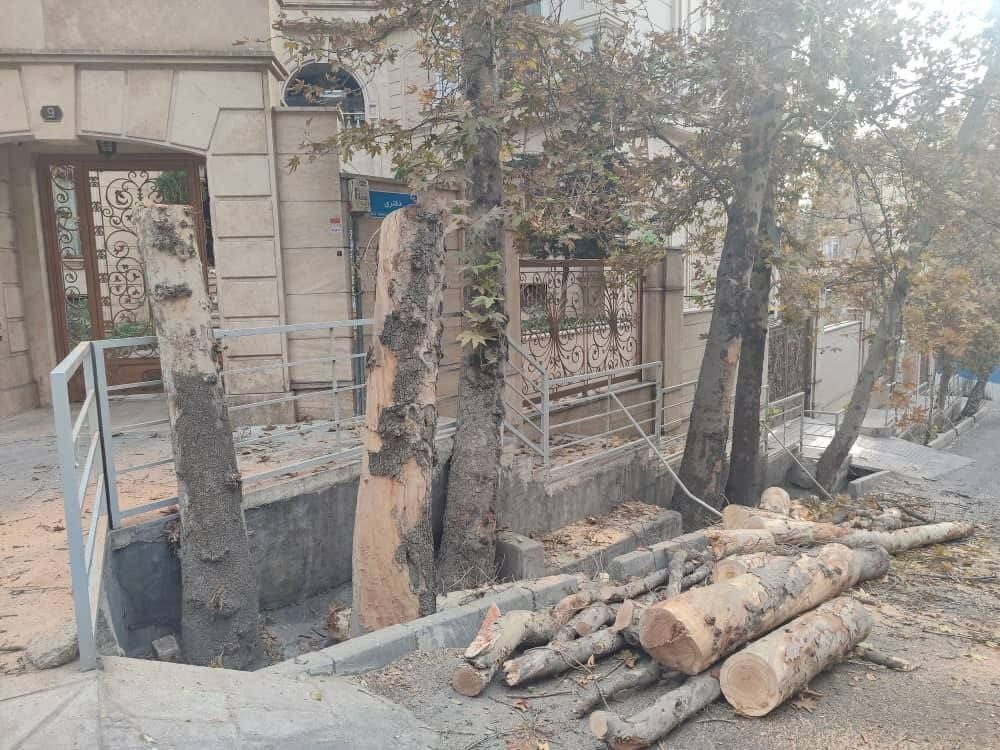 چنار‌های تنومند باغ فردوس