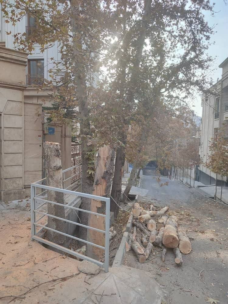 چنار‌های تنومند باغ فردوس