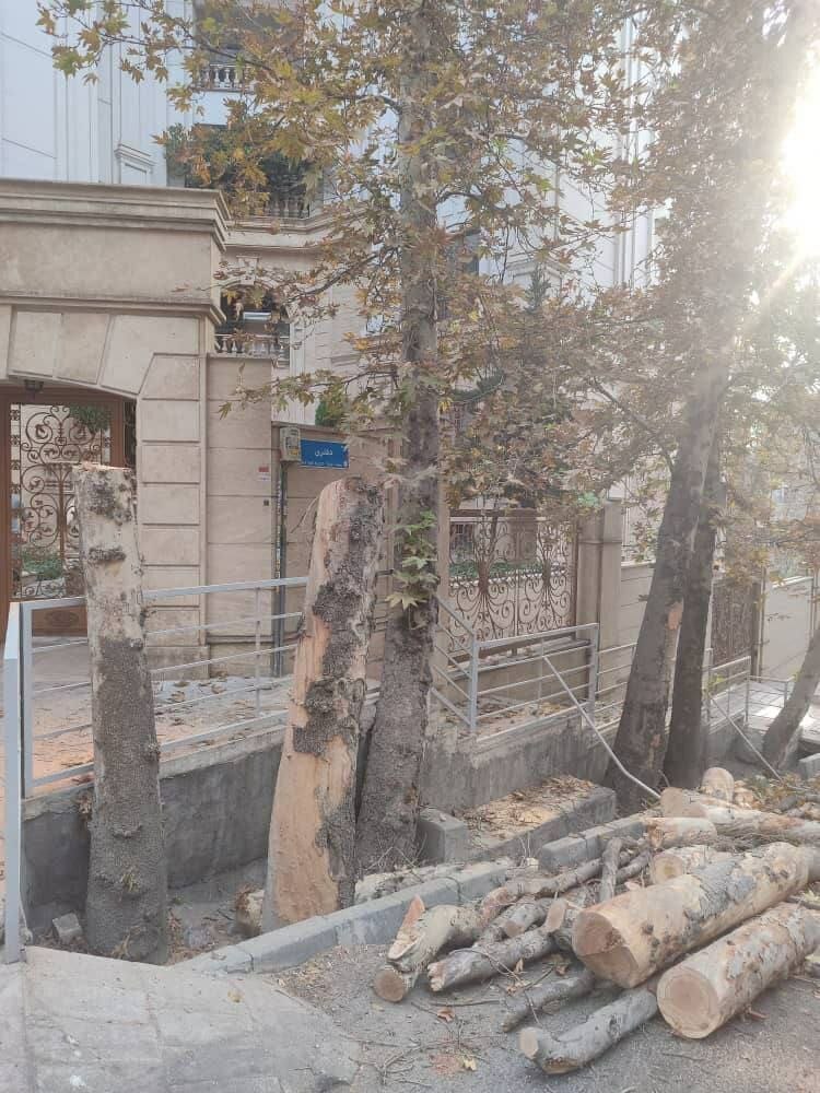 چنار‌های تنومند باغ فردوس