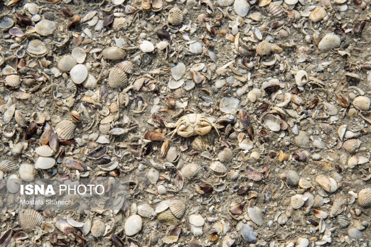 دریای خزر آخرین نفسهایش را میکشد