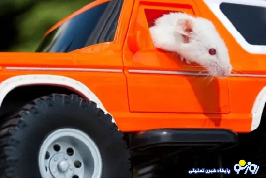 موش‌ها رانندگی یاد گرفتند ! +عکس