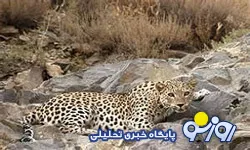 صدور قرار 100 میلیون تومانی برای شکارچی پلنگ