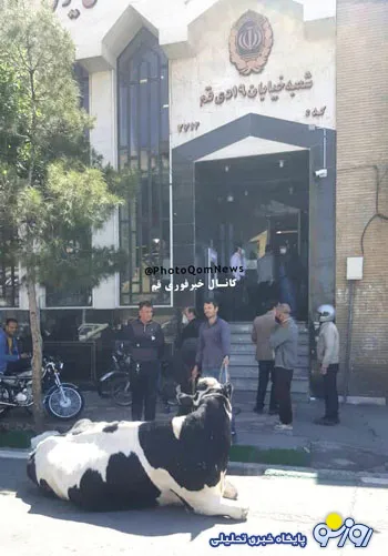پرداخت حیرت انگیز «گاو» به جای قسط وام در ایران + عکس