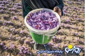 زعفران ایرانی سودی خالص برای افغانی!