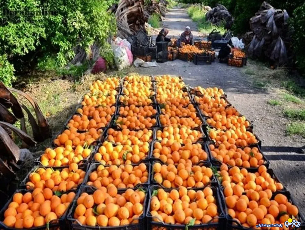 ضایعات گسترده مرکبات ایران به دلیل یک سهل انگاری !
