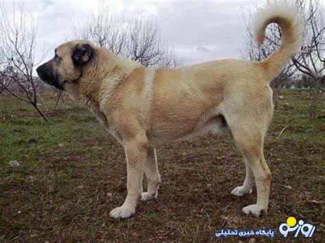 سگی که عاشق سر خوردن روی برف است + فیلم 