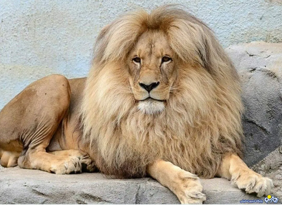 ظاهر عجیب و غیر معمول یک شیر سوژه شد +عکس