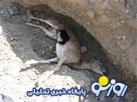 مرگ در كمين حيات وحش پارک ملي اردکان