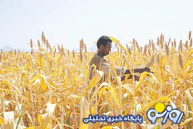 فائو در خصوص غذا هشدار داد