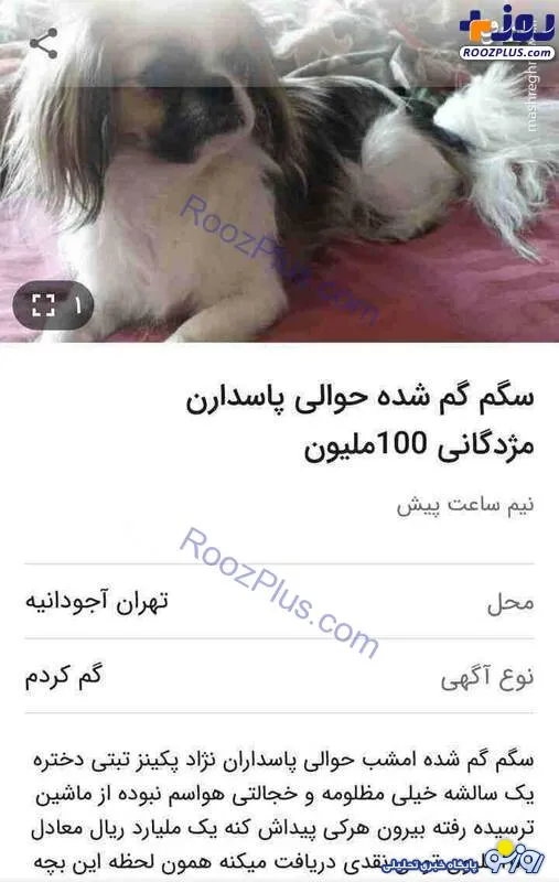مژدگانی ۱۰۰ میلیون تومانی برای یک سگ ! +عکس