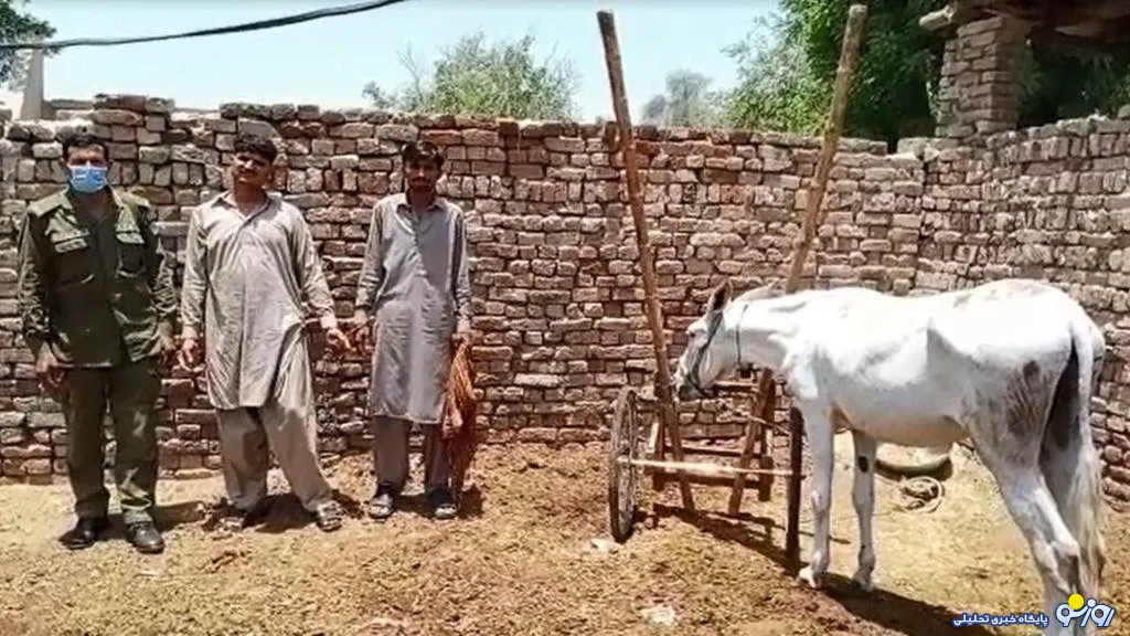 دستگیری یک الاغ به جرم شرطبندی ! + عکس