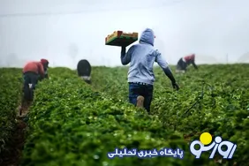 امنیت غذایی؛ قربانی جزیره‌های اطلاعاتی