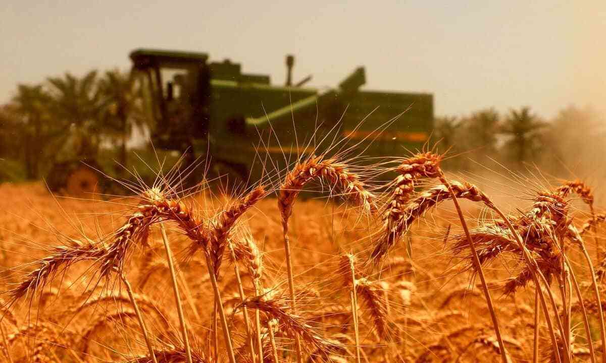 خوشههای گندم با جیبهای خالی راهی غربت افغانستان شدند! خوشههای گندم با جیبهای خالی راهی غربت افغانستان شدند!