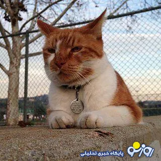 صدور کارت دانشجویی برای یک گربه ! +عکس